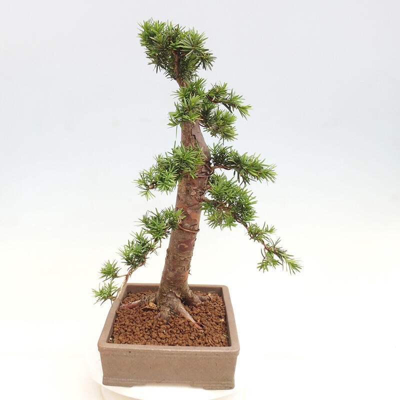 Venkovní bonsai - Taxus cuspidata  - Tis japonský