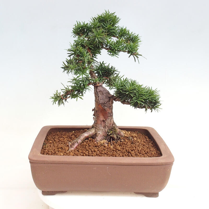 Venkovní bonsai - Taxus cuspidata  - Tis japonský