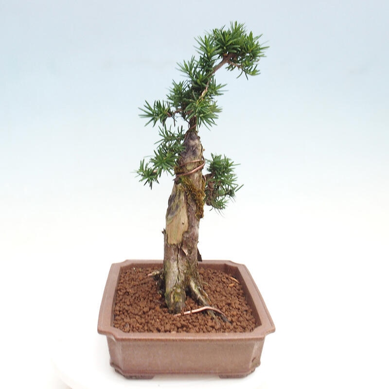 Venkovní bonsai - Taxus cuspidata  - Tis japonský