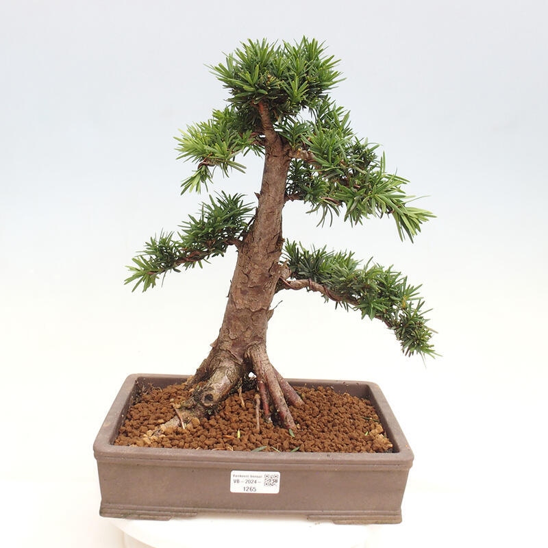 Venkovní bonsai - Taxus cuspidata  - Tis japonský