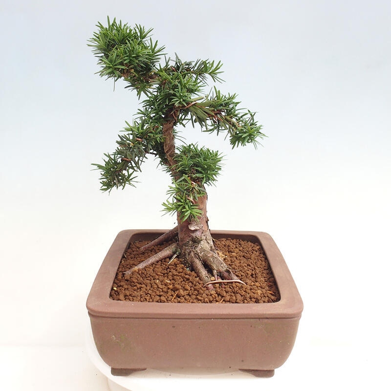 Venkovní bonsai - Taxus cuspidata  - Tis japonský