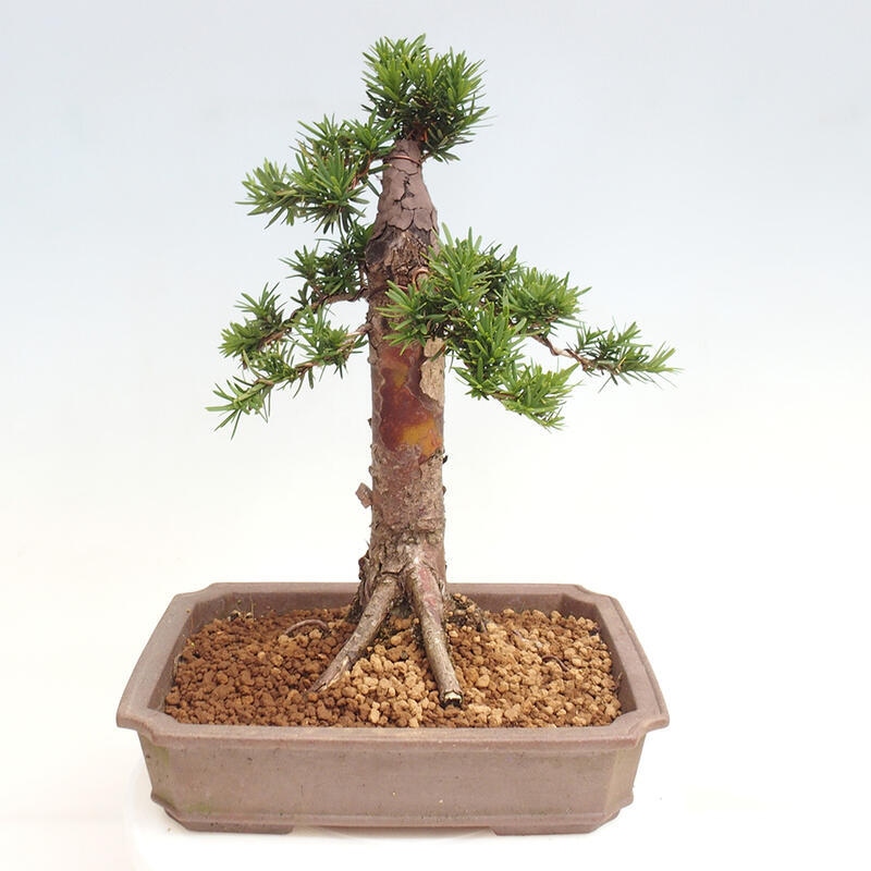 Venkovní bonsai - Taxus cuspidata  - Tis japonský