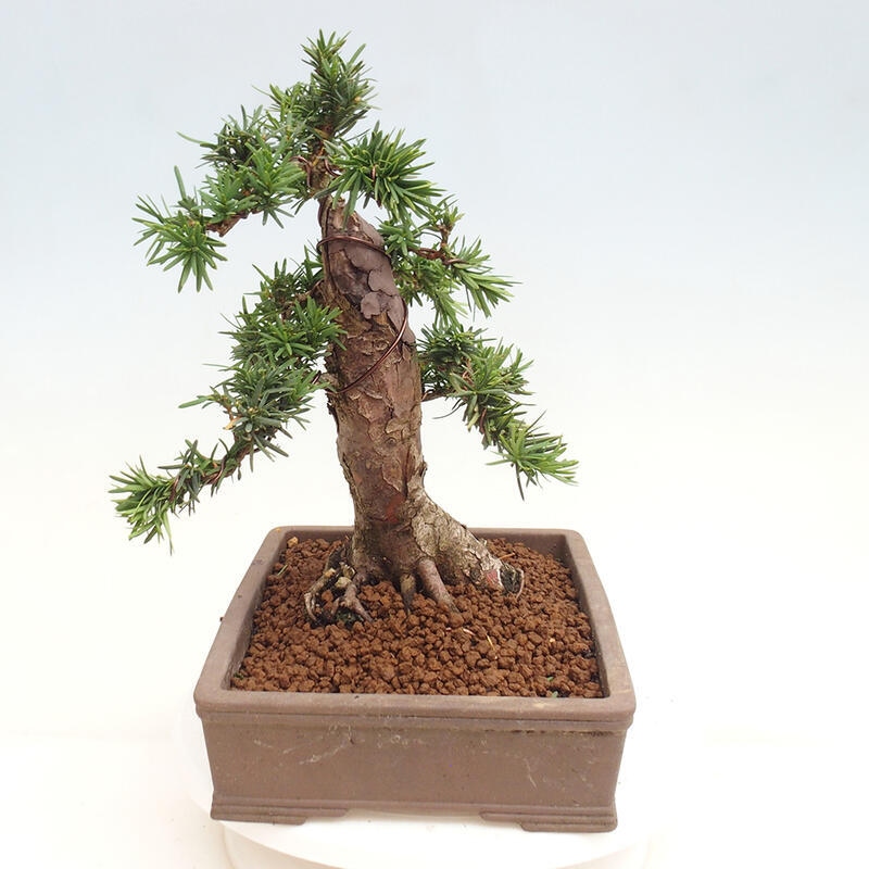 Venkovní bonsai - Taxus cuspidata  - Tis japonský