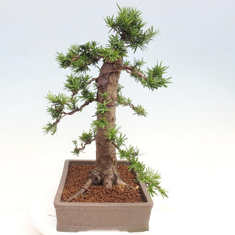 Venkovní bonsai - Taxus cuspidata  - Tis japonský