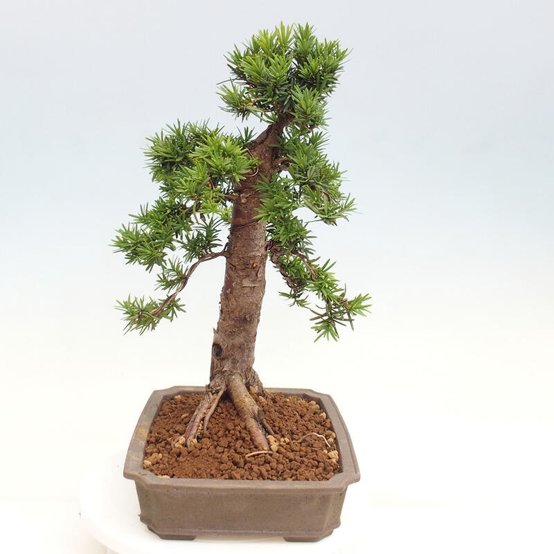 Venkovní bonsai - Taxus cuspidata  - Tis japonský