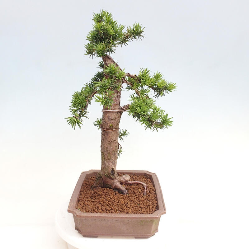 Venkovní bonsai - Taxus cuspidata  - Tis japonský