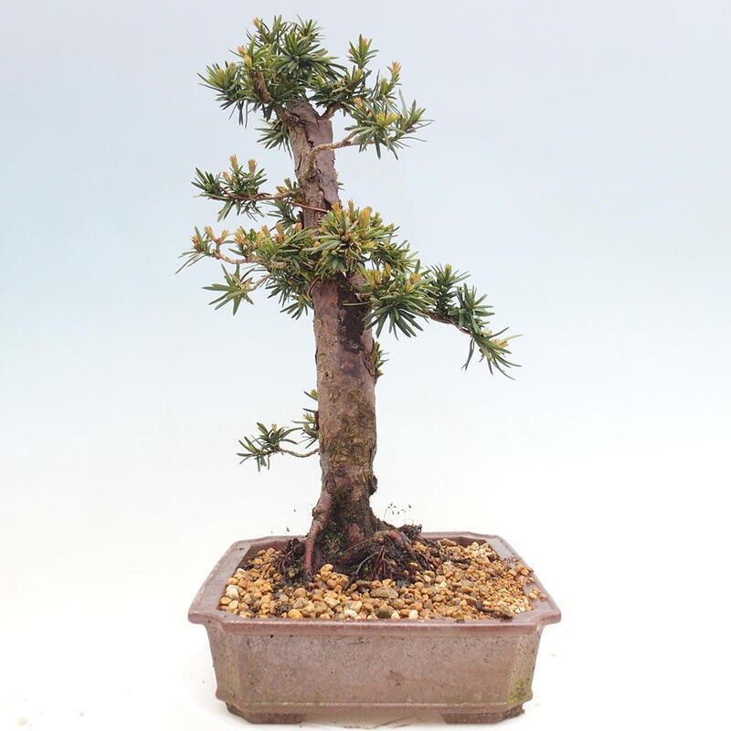 Venkovní bonsai - Taxus cuspidata  - Tis japonský