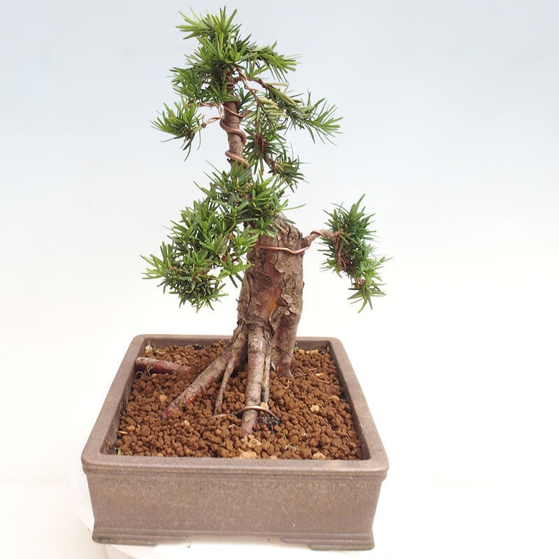 Venkovní bonsai - Taxus cuspidata  - Tis japonský