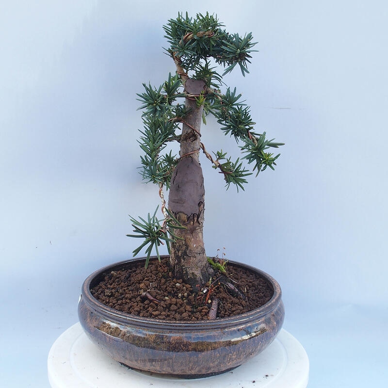 Venkovní bonsai - Taxus cuspidata  - Tis japonský