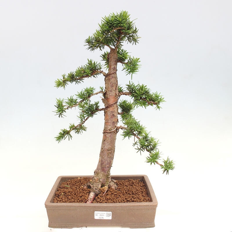 Venkovní bonsai - Taxus cuspidata  - Tis japonský