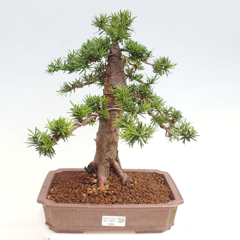 Venkovní bonsai - Taxus cuspidata  - Tis japonský