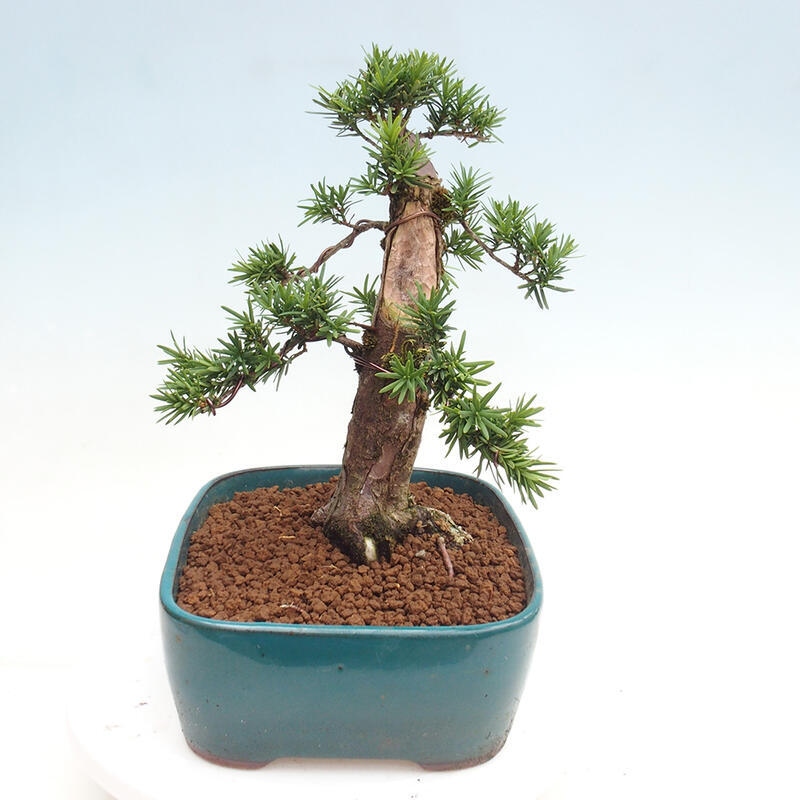 Venkovní bonsai - Taxus cuspidata  - Tis japonský