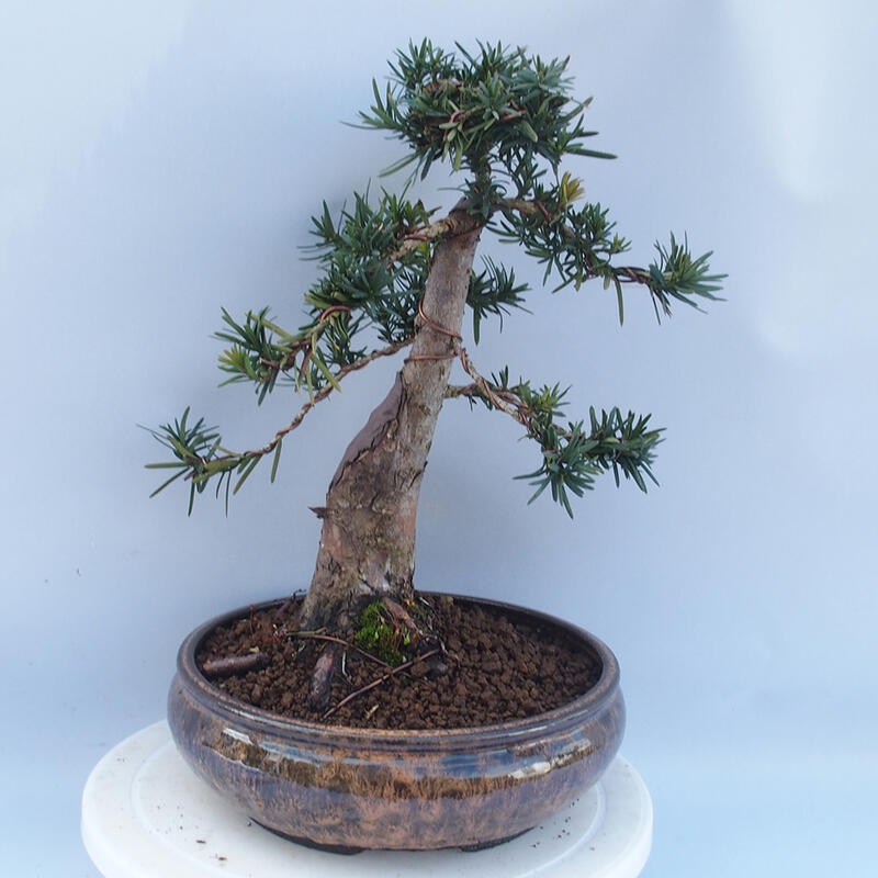 Venkovní bonsai - Taxus cuspidata  - Tis japonský