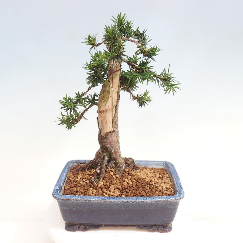 Venkovní bonsai - Taxus cuspidata  - Tis japonský