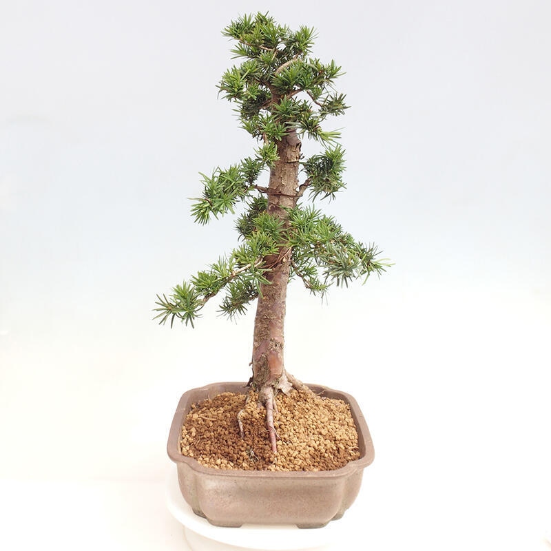 Venkovní bonsai - Taxus cuspidata  - Tis japonský