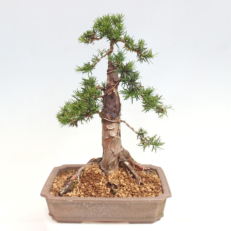 Venkovní bonsai - Taxus cuspidata  - Tis japonský