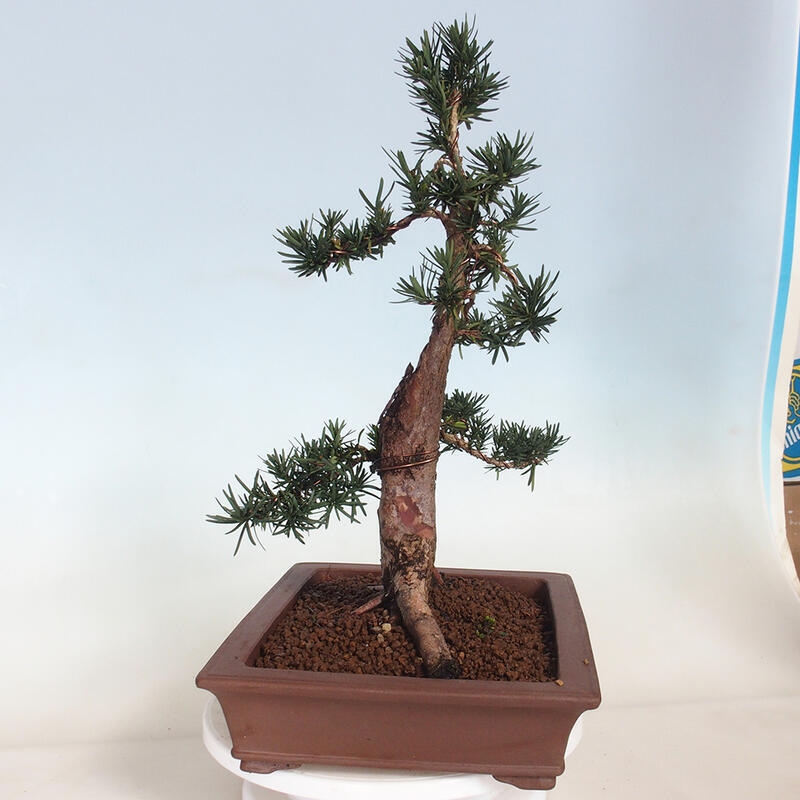 Venkovní bonsai - Taxus cuspidata  - Tis japonský