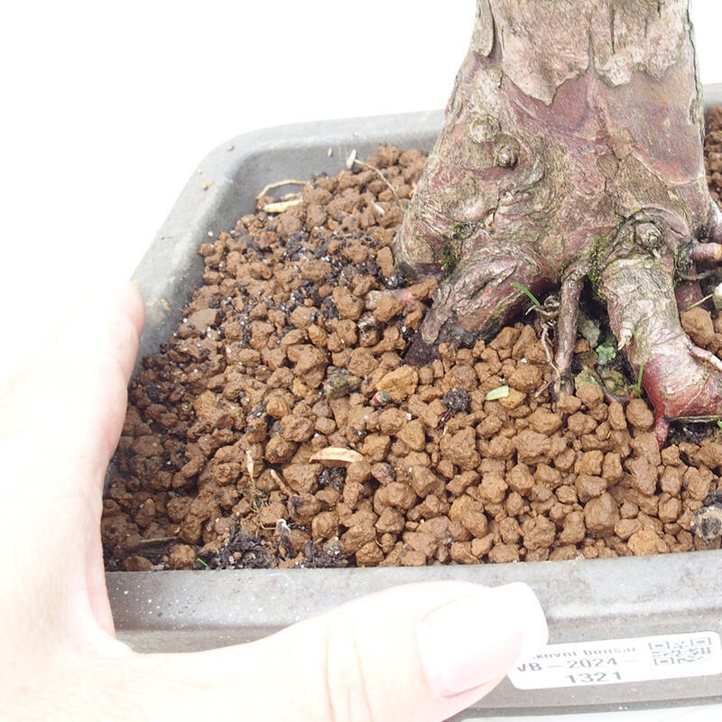 Venkovní bonsai - Taxus cuspidata  - Tis japonský