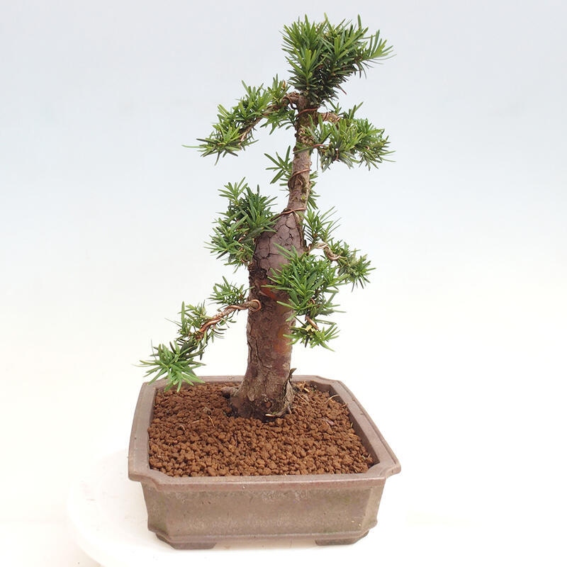 Venkovní bonsai - Taxus cuspidata  - Tis japonský