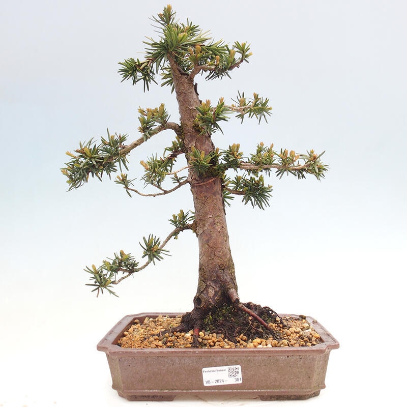 Venkovní bonsai - Taxus cuspidata  - Tis japonský