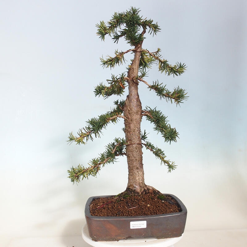 Venkovní bonsai - Taxus cuspidata  - Tis japonský