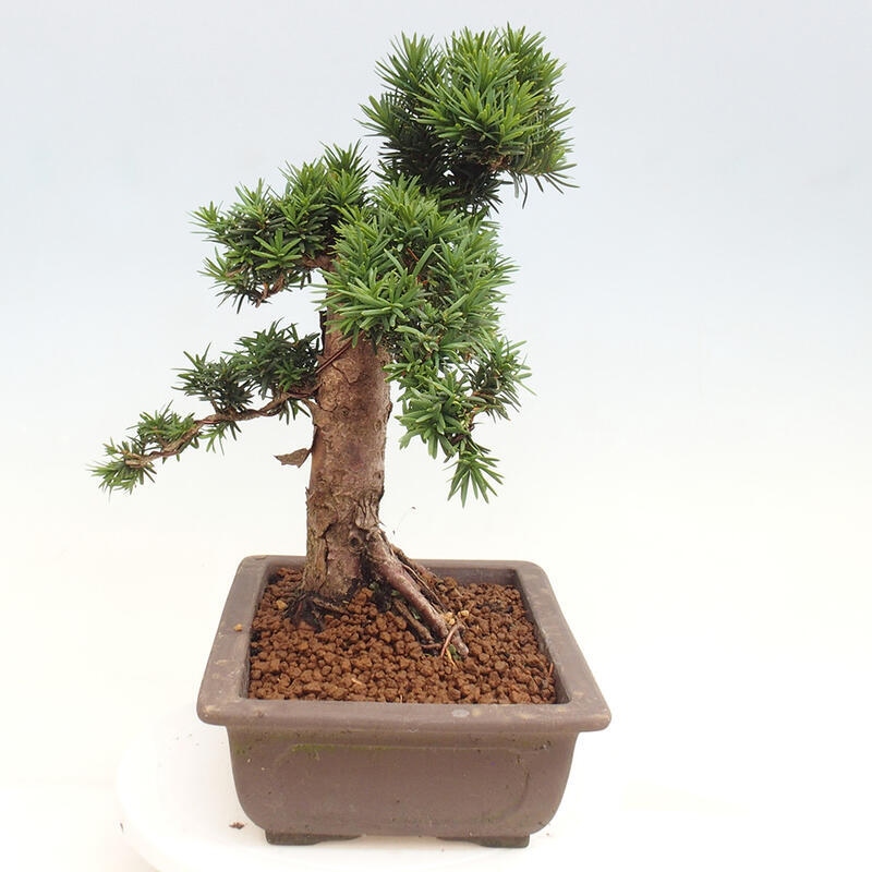 Venkovní bonsai - Taxus cuspidata  - Tis japonský