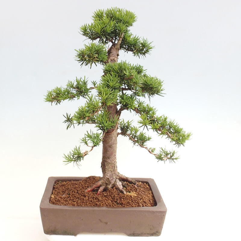 Venkovní bonsai - Taxus cuspidata  - Tis japonský