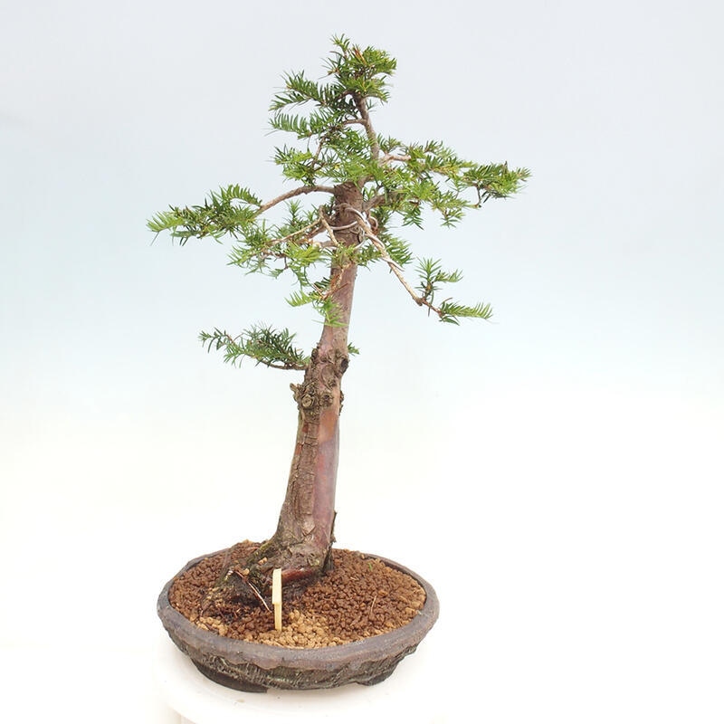 Venkovní bonsai - Taxus cuspidata  - Tis japonský