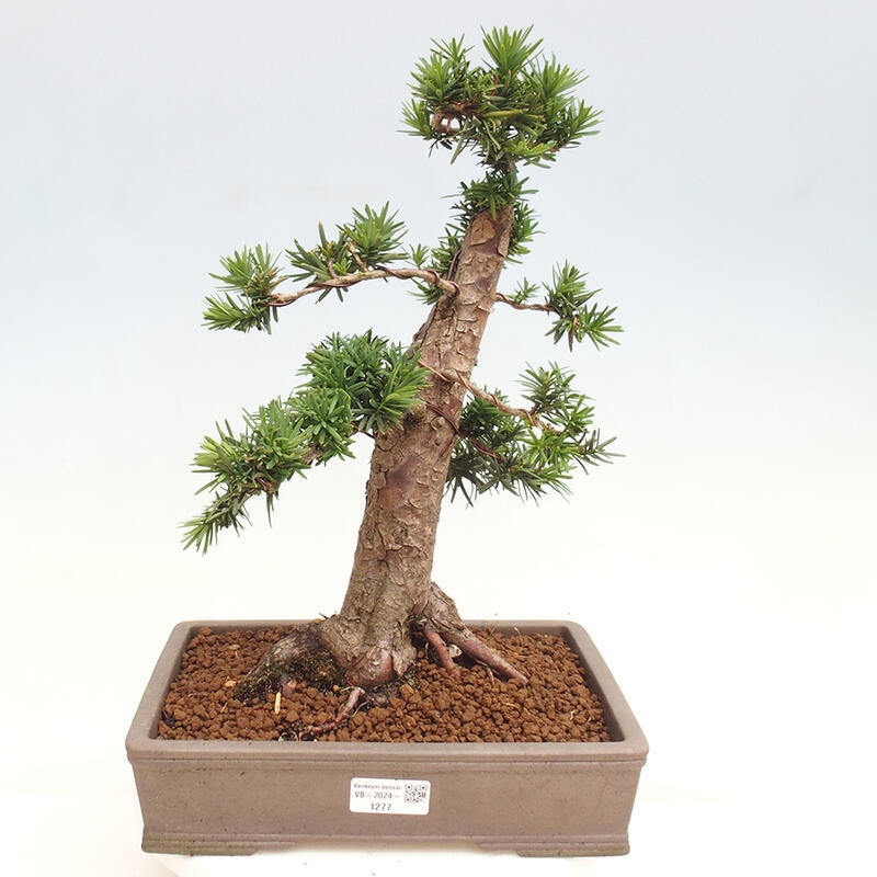 Venkovní bonsai - Taxus cuspidata  - Tis japonský