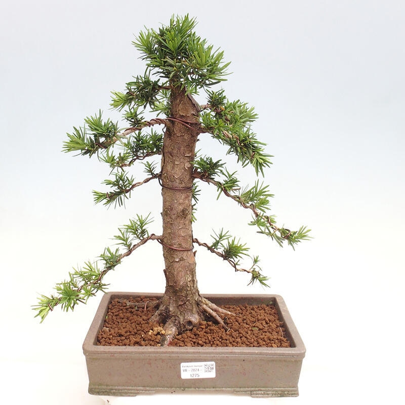 Venkovní bonsai - Taxus cuspidata  - Tis japonský