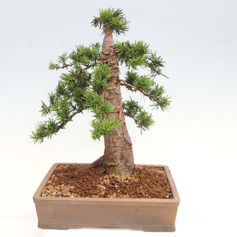 Venkovní bonsai - Taxus cuspidata  - Tis japonský