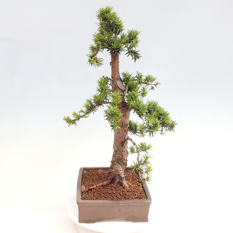 Venkovní bonsai - Taxus cuspidata  - Tis japonský