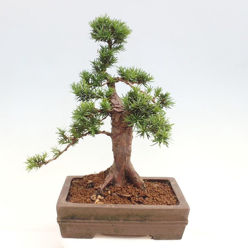 Venkovní bonsai - Taxus cuspidata  - Tis japonský