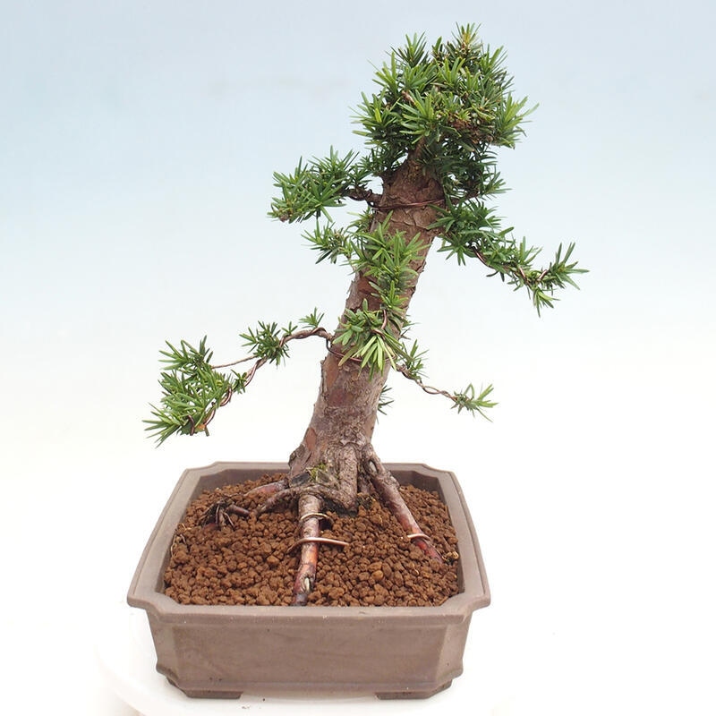 Venkovní bonsai - Taxus cuspidata  - Tis japonský