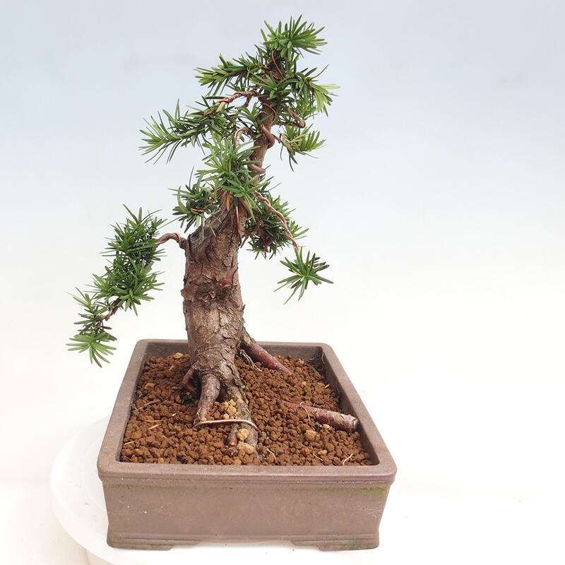 Venkovní bonsai - Taxus cuspidata  - Tis japonský