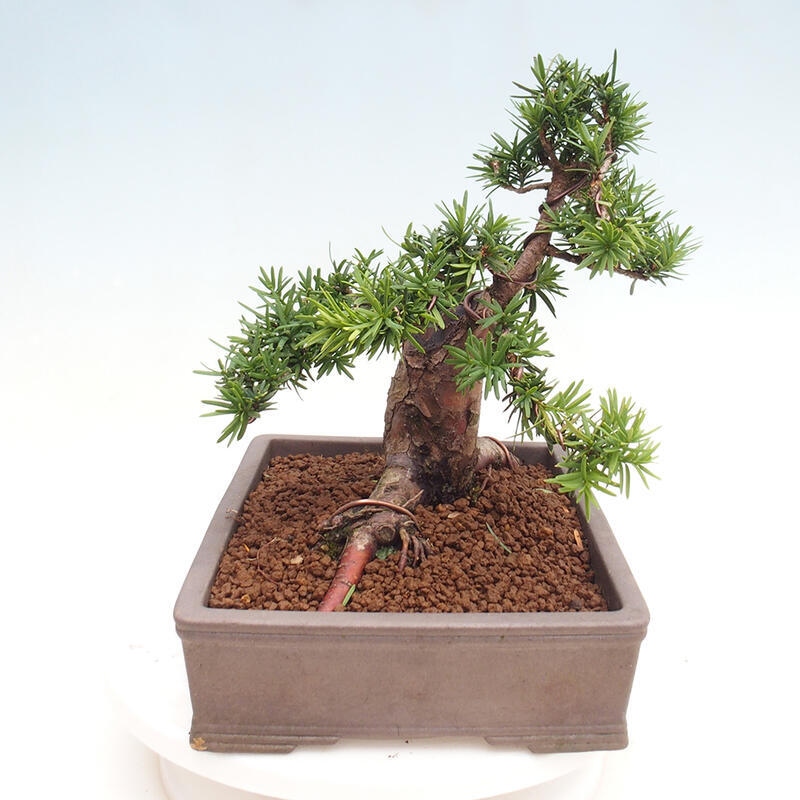 Venkovní bonsai - Taxus cuspidata  - Tis japonský