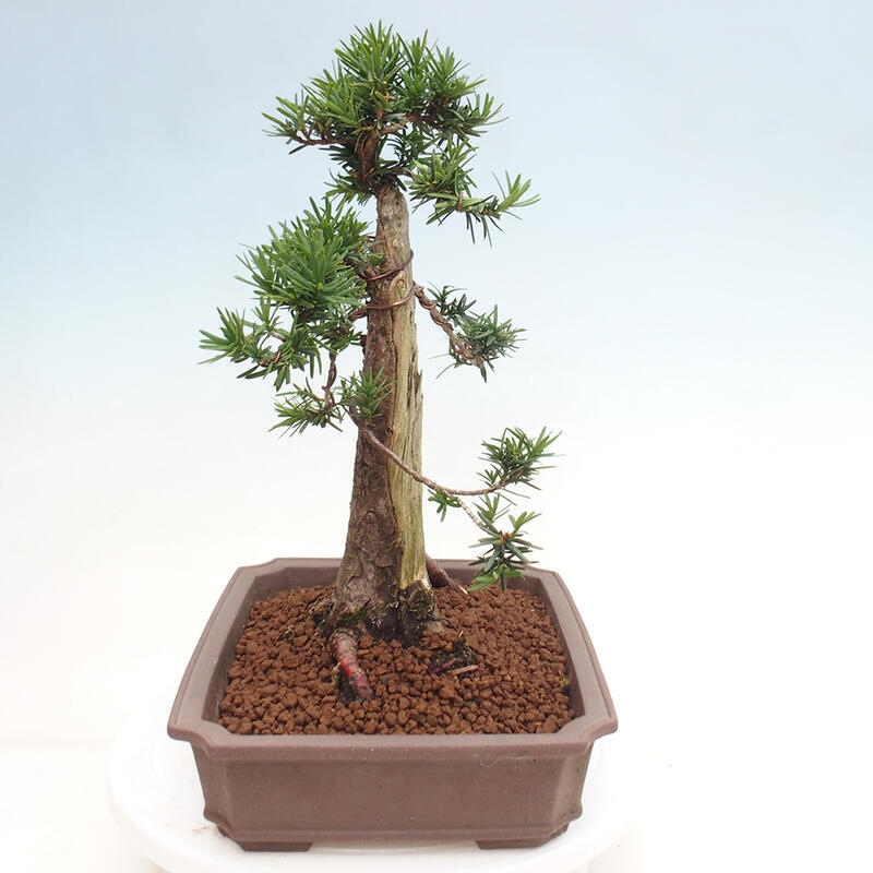 Venkovní bonsai - Taxus cuspidata  - Tis japonský