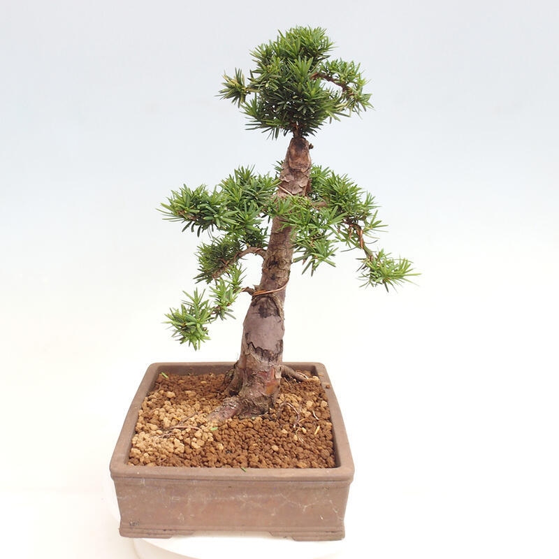 Venkovní bonsai - Taxus cuspidata  - Tis japonský