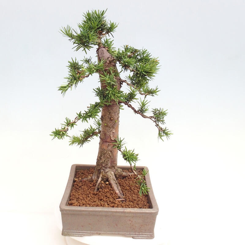 Venkovní bonsai - Taxus cuspidata  - Tis japonský