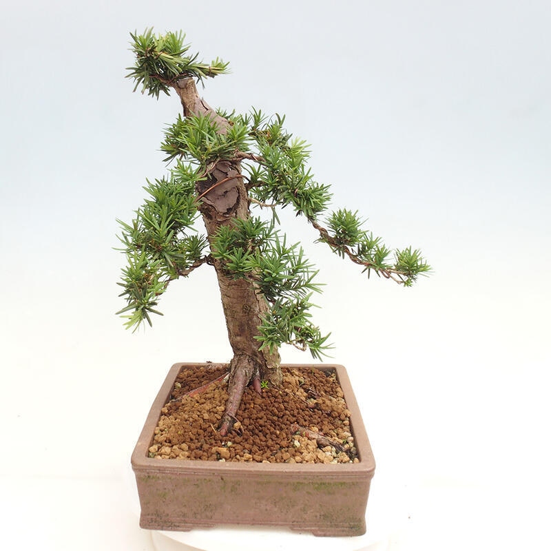 Venkovní bonsai - Taxus cuspidata  - Tis japonský