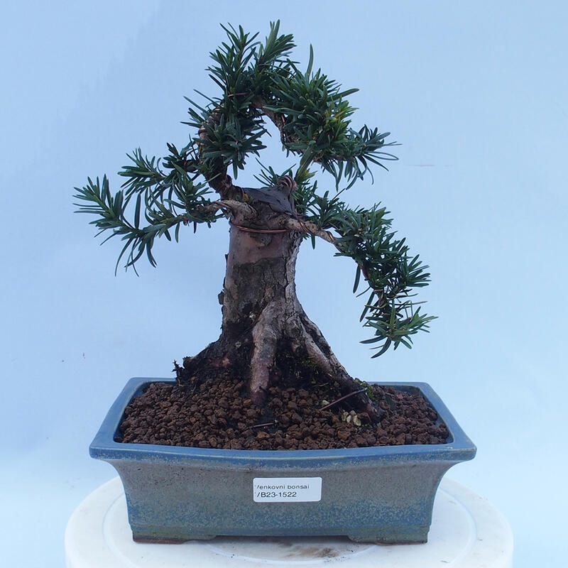 Venkovní bonsai - Taxus cuspidata  - Tis japonský