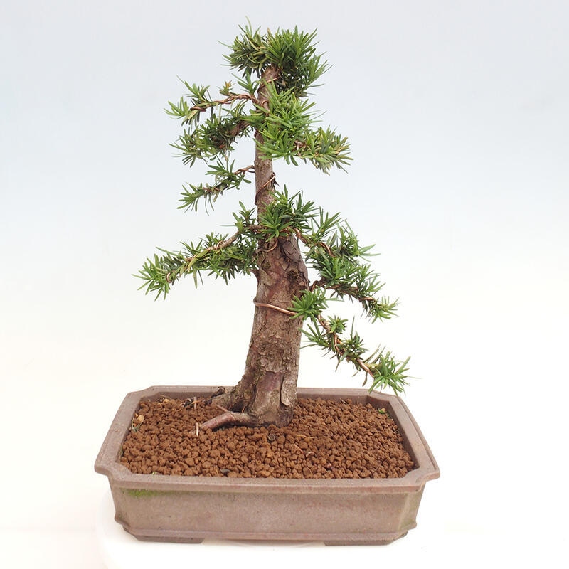 Venkovní bonsai - Taxus cuspidata  - Tis japonský