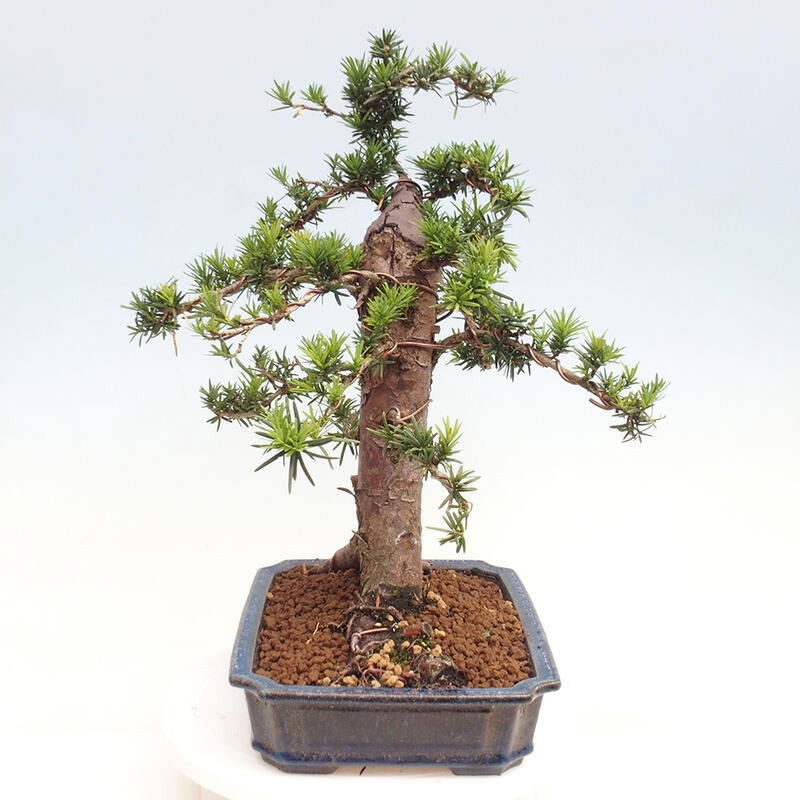 Venkovní bonsai - Taxus cuspidata  - Tis japonský