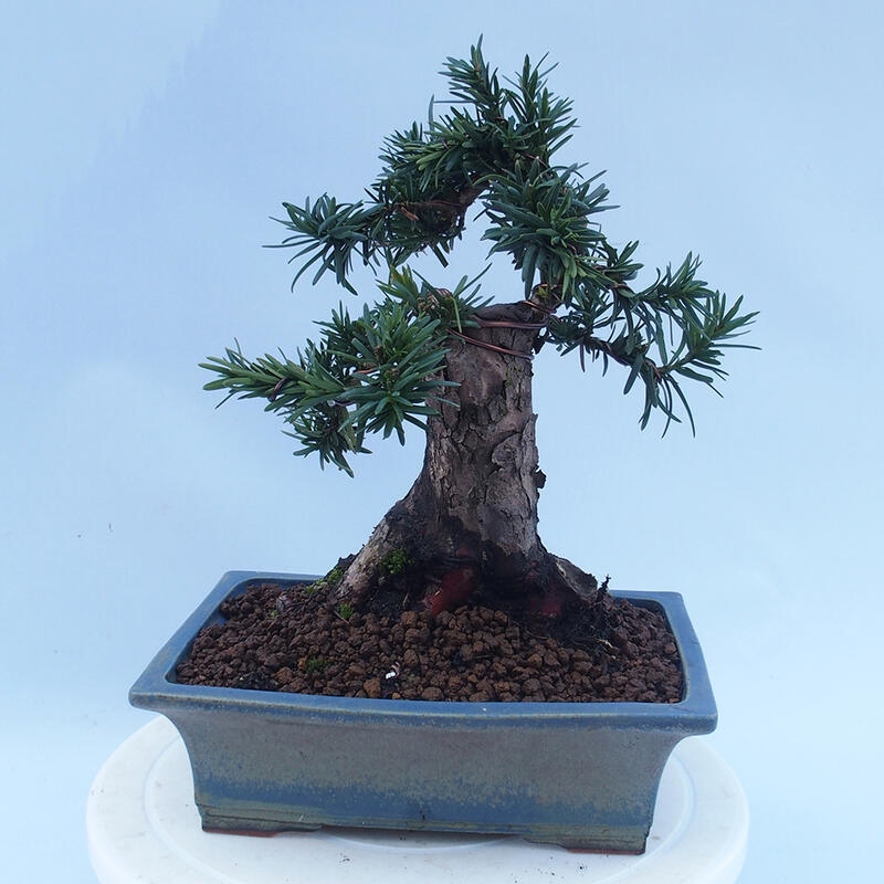 Venkovní bonsai - Taxus cuspidata  - Tis japonský