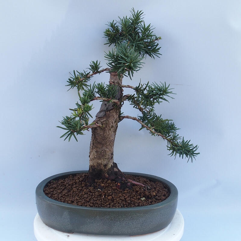 Venkovní bonsai - Taxus cuspidata  - Tis japonský