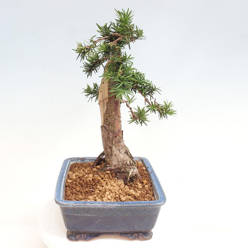 Venkovní bonsai - Taxus cuspidata  - Tis japonský