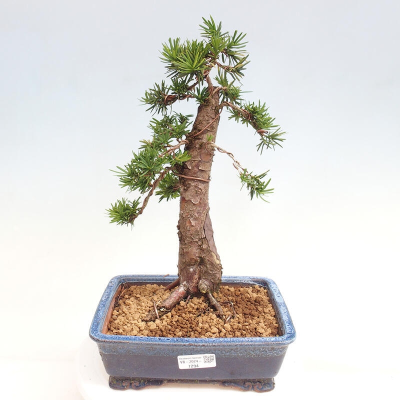 Venkovní bonsai - Taxus cuspidata  - Tis japonský