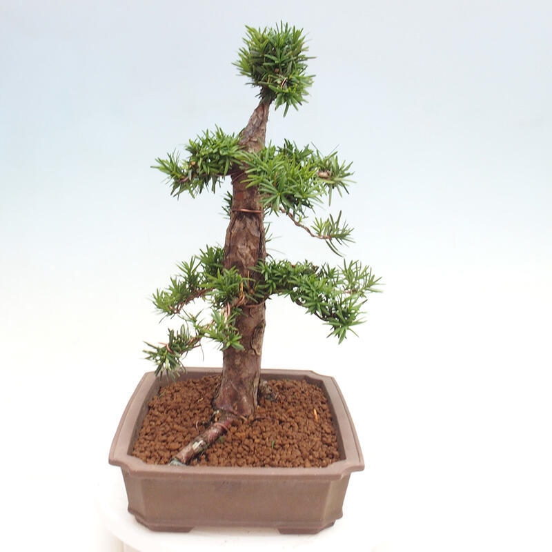 Venkovní bonsai - Taxus cuspidata  - Tis japonský