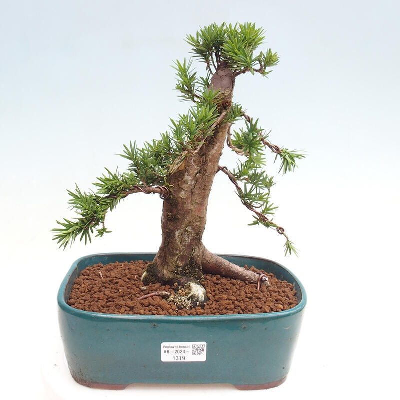 Venkovní bonsai - Taxus cuspidata  - Tis japonský