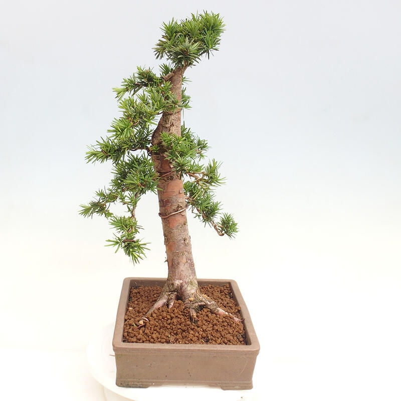 Venkovní bonsai - Taxus cuspidata  - Tis japonský